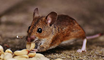 24 Hour & Emergency Exterminators in Brea, CA